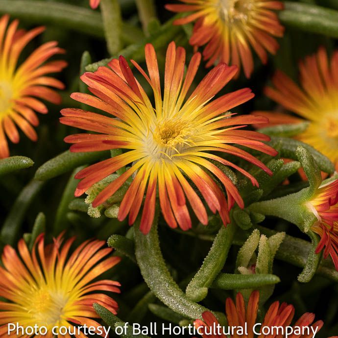 #1 Delosperma Delmara Orange/ Ice Plant
