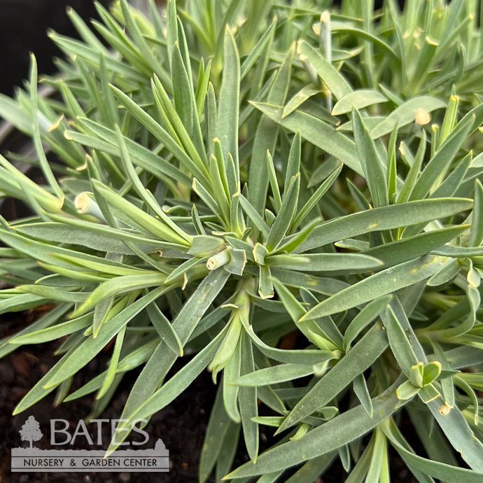 #1 Dianthus x Scent First 'Orange Sparkler'/ Cheddar Pinks
