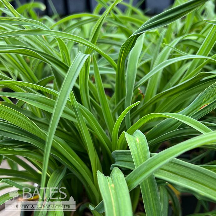 #1 Hemerocallis See You Tomorrow!/ Yellow Compact Daylily