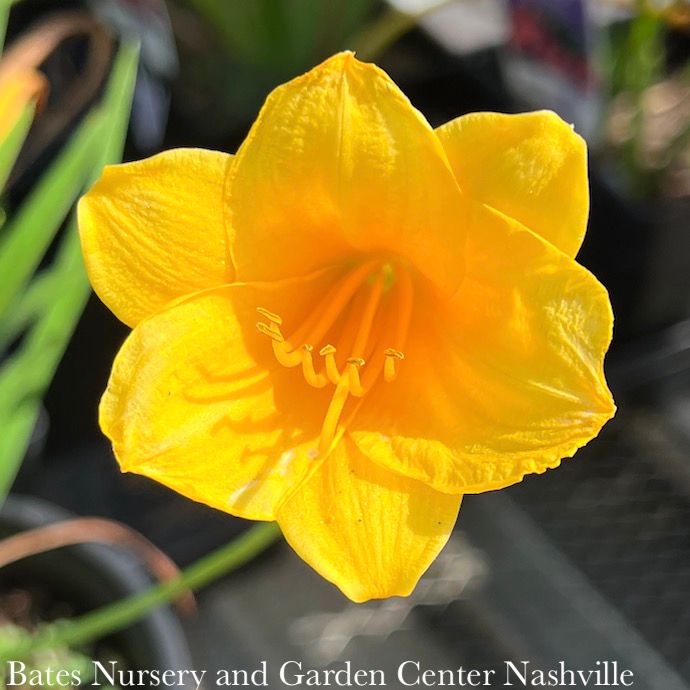 #1 Hemerocallis x Stella de Oro/ Dwarf Repeat Yellow Daylily