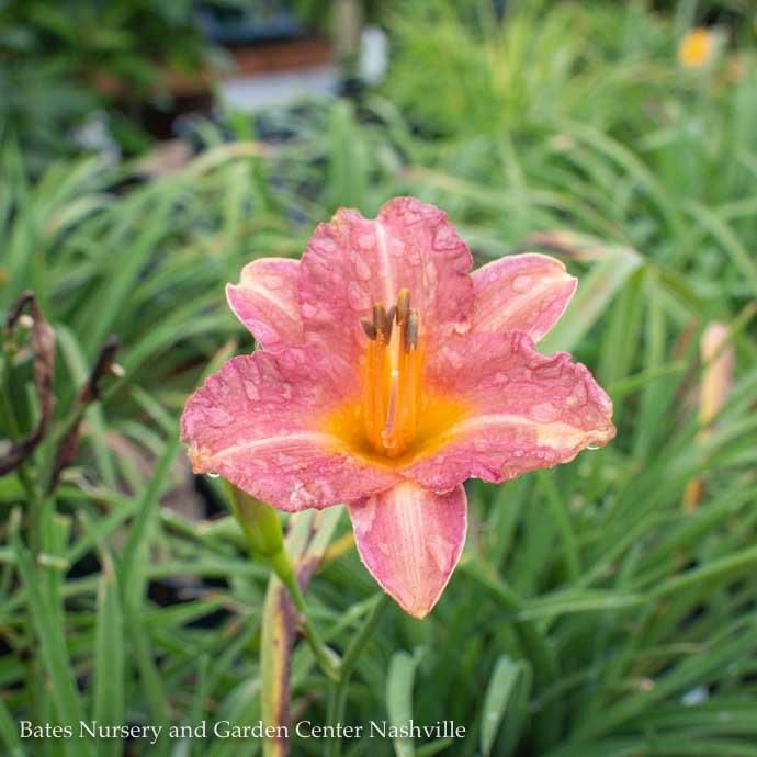 #1 Hemerocallis fulva Endlesslily 'Coral'/ Daylily