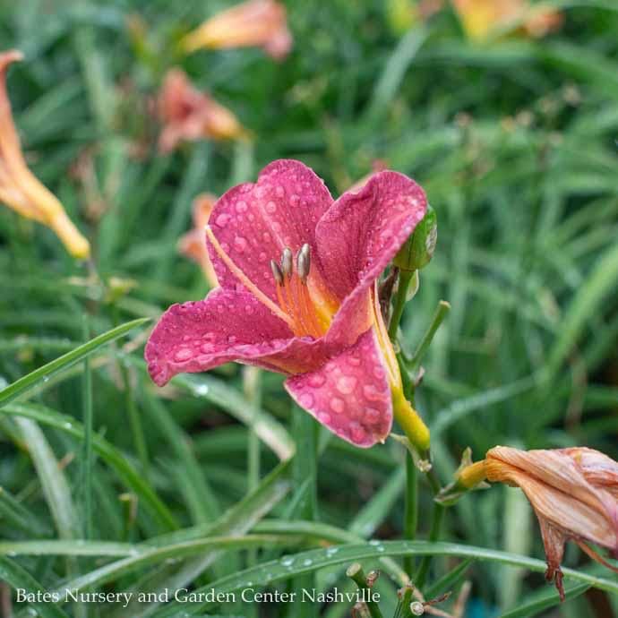 #1 Hemerocallis fulva Endlesslily 'Coral'/ Daylily