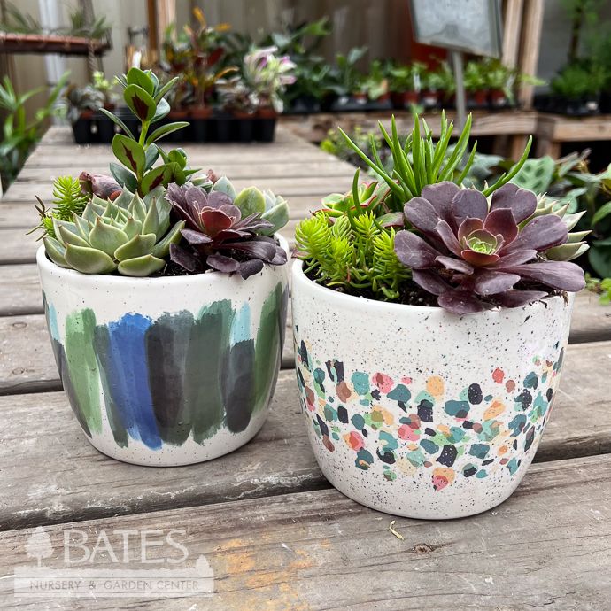 5.5P Impressionist Bowl w/ Succulents