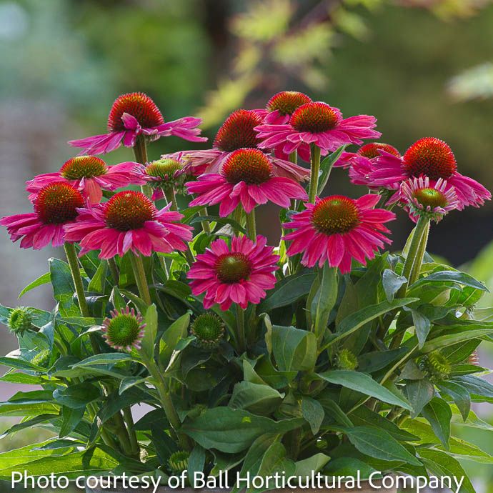 #1 Echinacea x SunMagic 'Vintage Watermelon'/ Compact Coneflower
