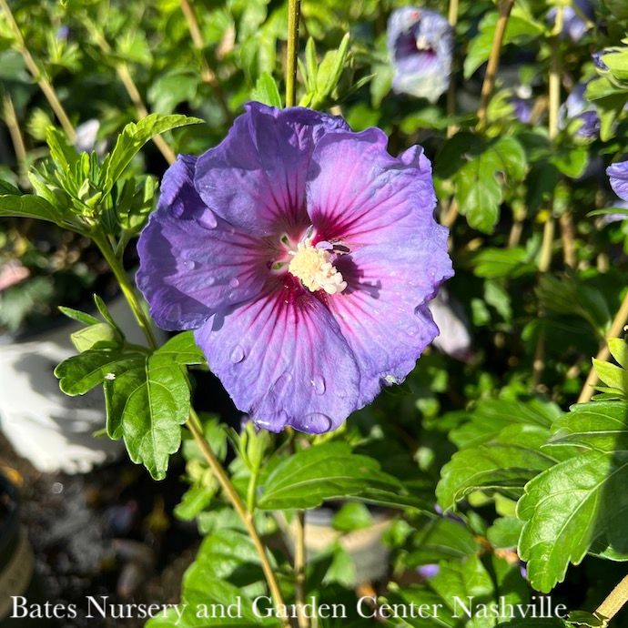 #2 Hibiscus syr Chateau de Versailles/ Violet-Blue Rose of Sharon/ Althea