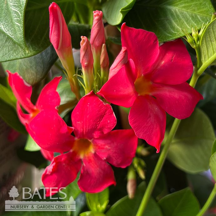Tropical #2 Mandevilla Sun Parasol 'Firedup Coral' - No Warranty