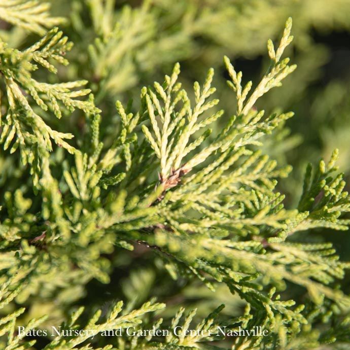 #2 Staked Juniperus x pfitz Sea Of Gold/ Mounding Pfitzer Juniper