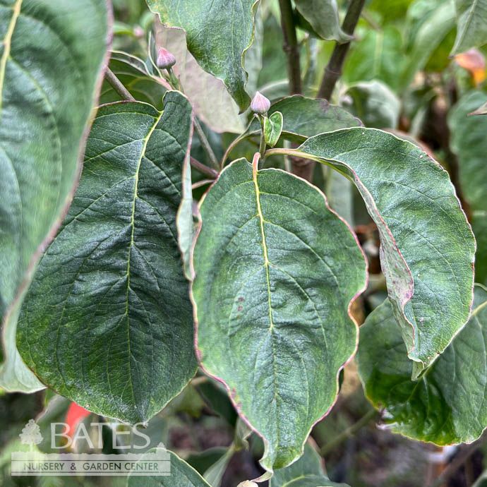 #7 Cornus florida New Market Pink/ Pink Flowering Dogwood Native (TN)