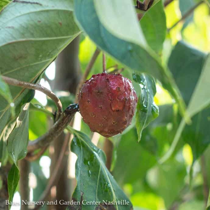 #5 CLUMP Cornus kousa/ White Flowering Chinese Dogwood