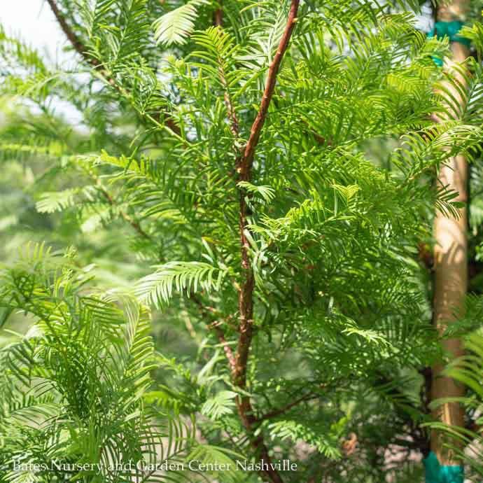 #15 Metasequoia glyptostroboides/ Dawn Redwood