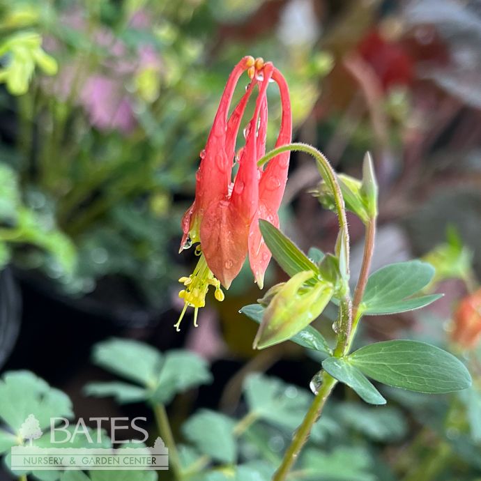 QP Aquilegia can Little Lanterns/ Columbine Native (TN)