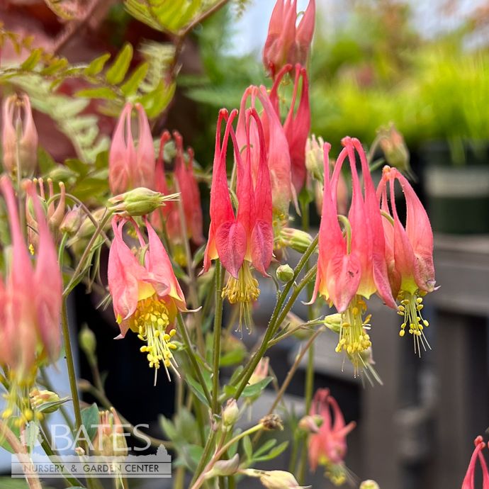 QP Aquilegia can Little Lanterns/ Columbine Native (TN)