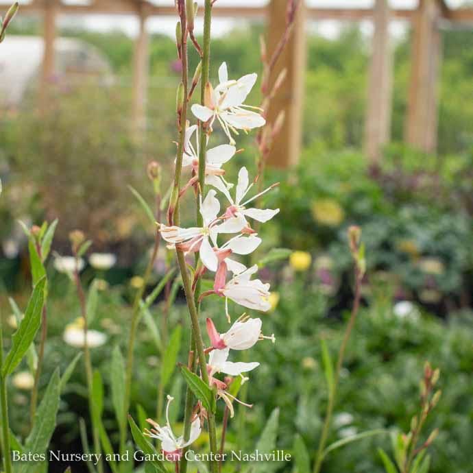 QP Gaura lin Sparkle White