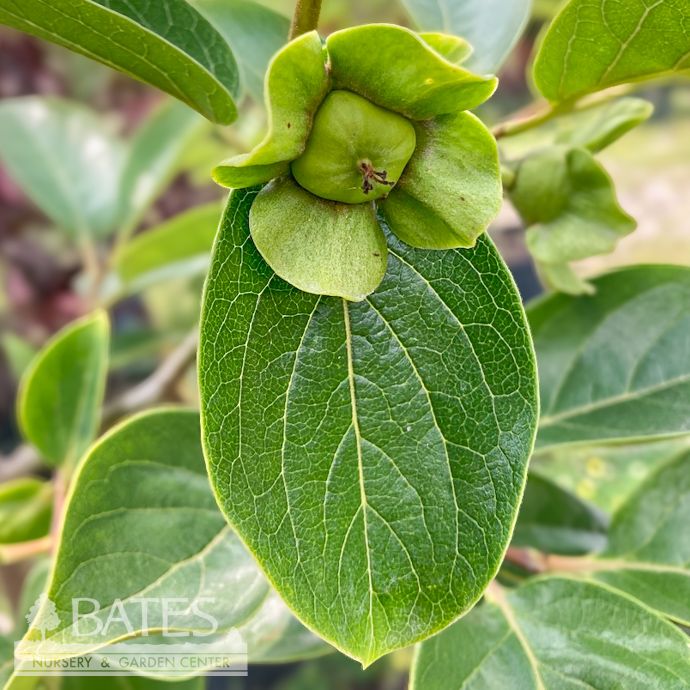 Edible #7 Diospyros kaki Fuyugaki/ Fuyu Japanese Persimmon - No Warranty