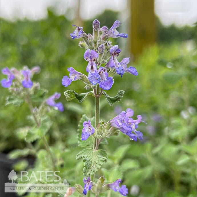 #1 Nepeta race Blue Wonder/ Catmint
