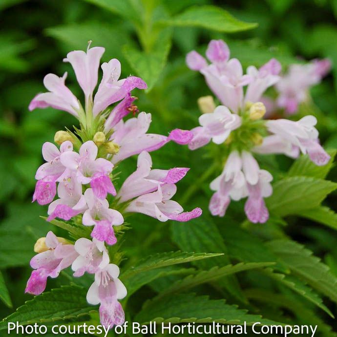 #1 Nepeta sub Candy Cat/ Pink Catmint
