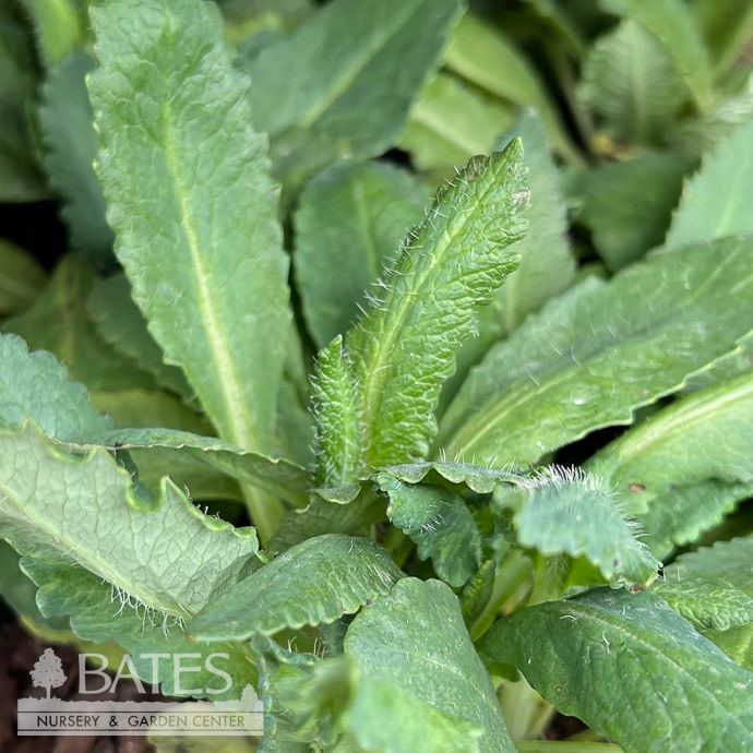 #1 Papaver ori Brilliant/ Oriental Poppy