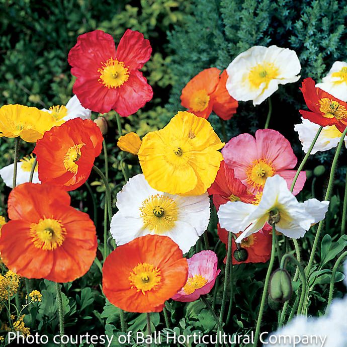 #1 Papaver nud Spring Fever Mix/ Icelandic Poppy
