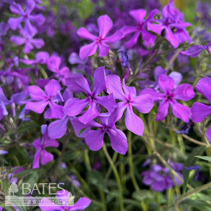 QP Phlox x Paparazzi 'Jagger'/ Purple Creeping