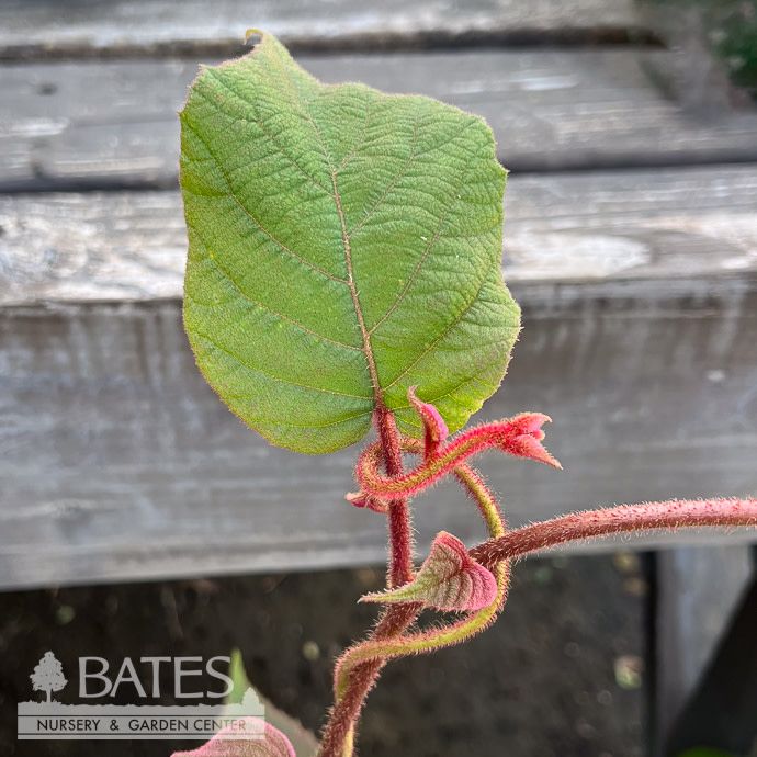 Edible #2 Actinidia Kiwi Magic (arguta and Issai)/ Male and Female Combination Kiwi Vine