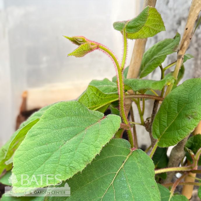 Edible #2 Actinidia Kiwi Magic (arguta and Issai)/ Male and Female Combination Kiwi Vine