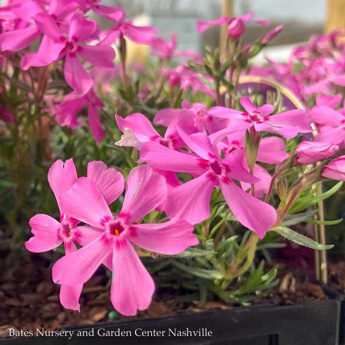 QP Phlox sub Early Spring Light Pink/ Creeping Native (TN)