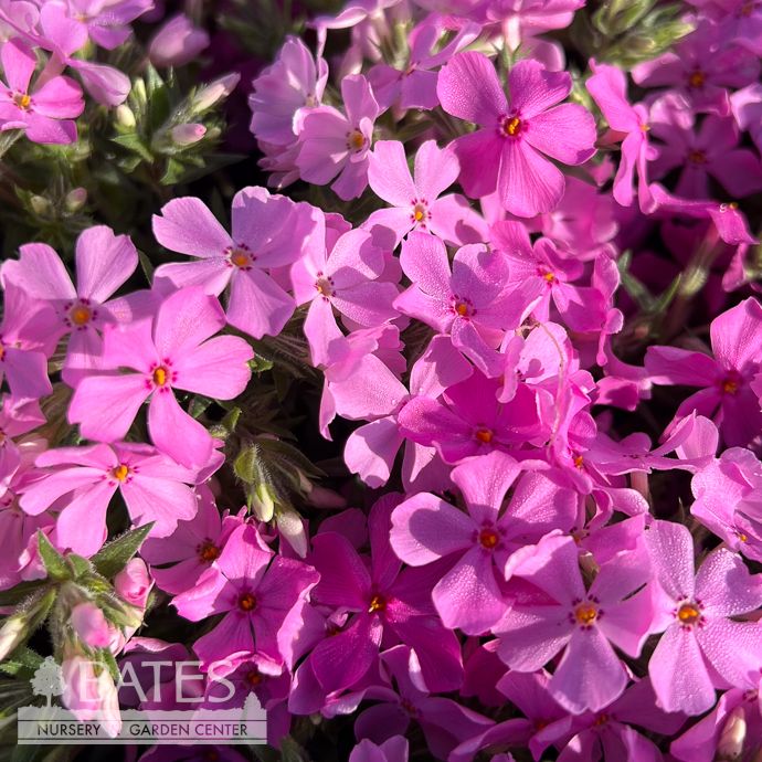 QP Phlox sub Early Spring Light Pink/ Creeping Native (TN)