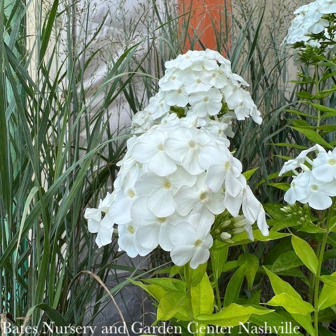 QP Phlox pan David/ White Upright Garden Native (TN)