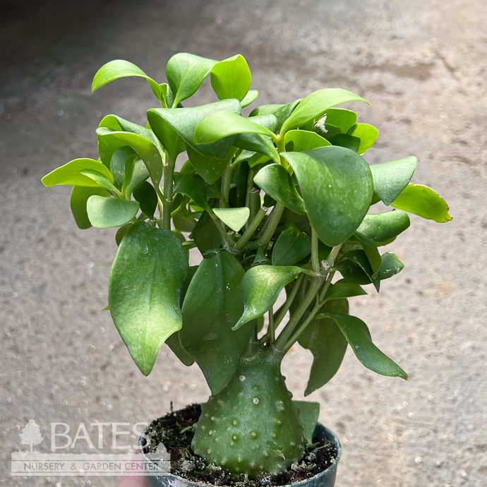 4p! Hydnophytum mos (pap) / Ant Plant /Tropical