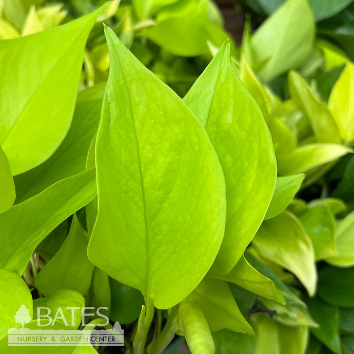 4p! Pothos Sao Paolo /Devil's Ivy /Tropical