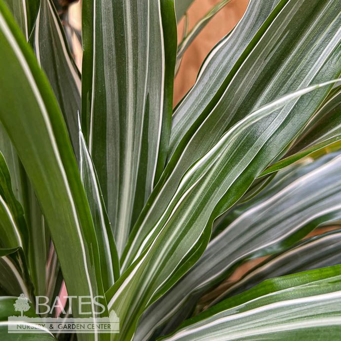 10p! Dracaena Warneckii Jumbo Cane 24.12.6 /Tropical