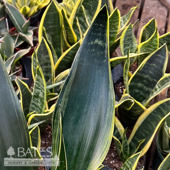 8p! Sansevieria Fabi /Snake Plant /Mother-in-Law Tongue /Tropical