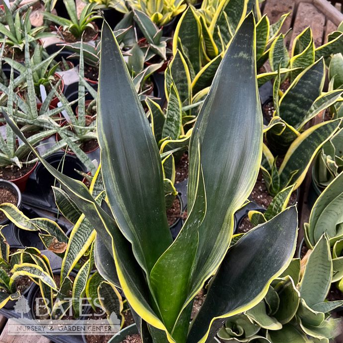 8p! Sansevieria Fabi /Snake Plant /Mother-in-Law Tongue /Tropical
