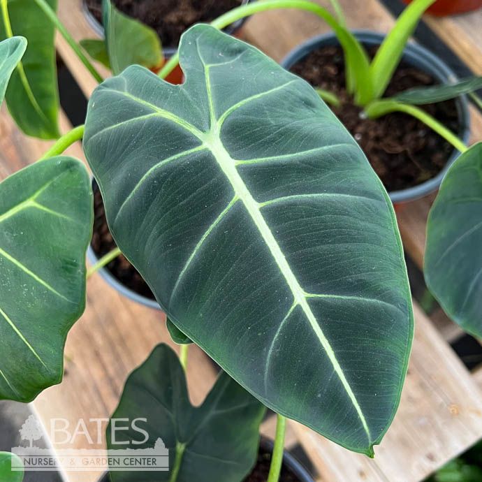 4p! Alocasia Frydek  /Tropical