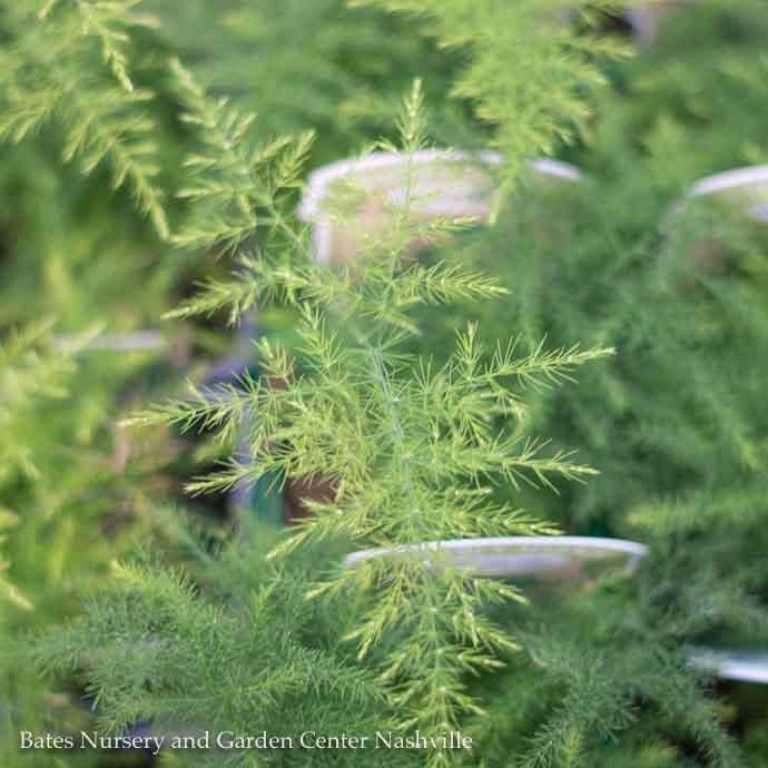 6p! Fern Asparagus Plumosa  Fern /Tropical