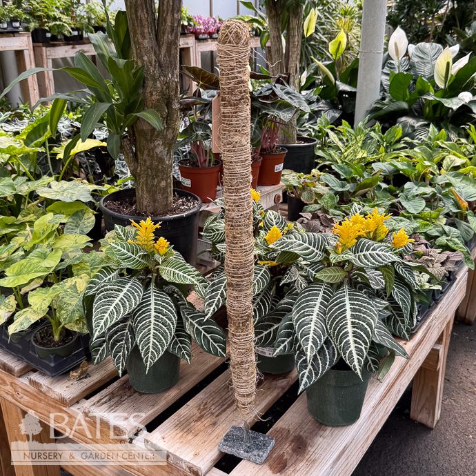 Pole Mossify Bendable Coir 30" for Houseplants / Vines