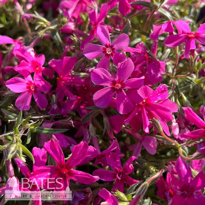 QP Phlox sub Spring 'Pink'/ Creeping Native (TN)