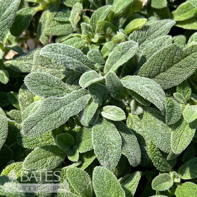 #1 Stachys byz Silky Fleece/ Lamb's Ear
