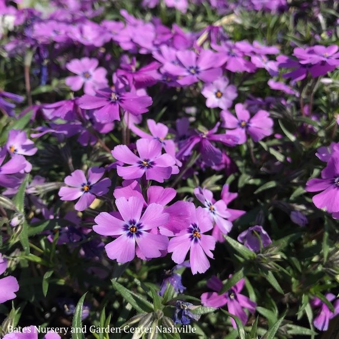 QP Phlox sub Purple Beauty/ Creeping Native (TN)
