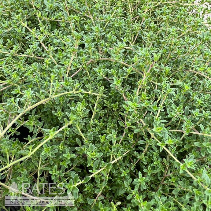 4P Thymus ser Magic Carpet/ Creeping Thyme