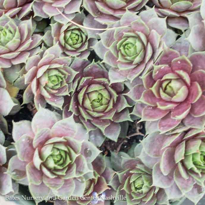 #1 Sempervivum Krebs Desert Rose / Hens and Chicks