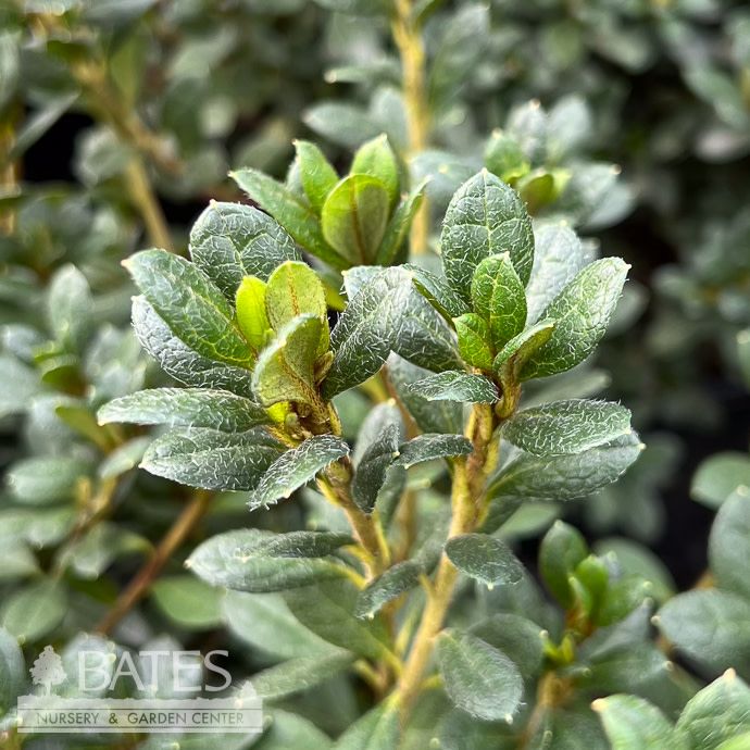 #3 Azalea x Girard's Christina/ Deep Pink