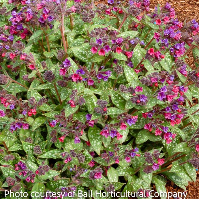 #1 Pulmonaria Victorian Brooch/ Lungwort