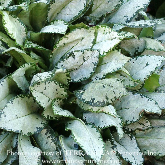 #1 Pulmonaria Moonshine/ Lungwort