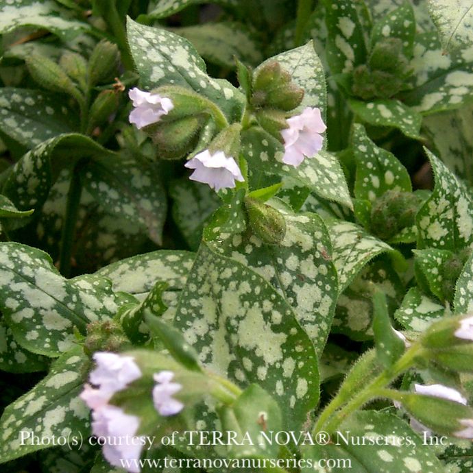 #1 Pulmonaria Moonshine/ Lungwort
