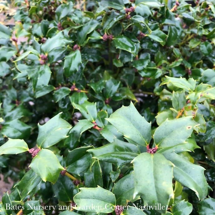#2 Ilex x meserveae China Boy/ Holly (male)