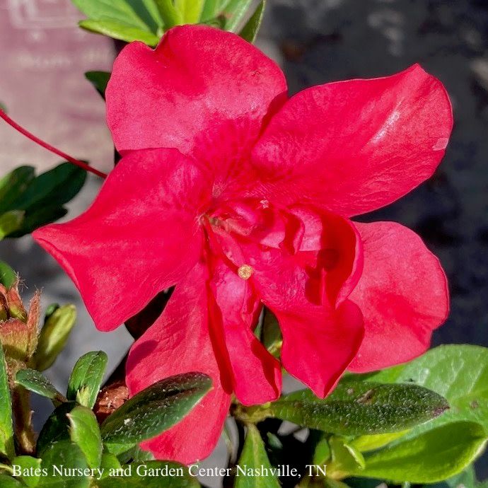 #3 Azalea x Encore Autumn Bonfire/ Repeat True Red