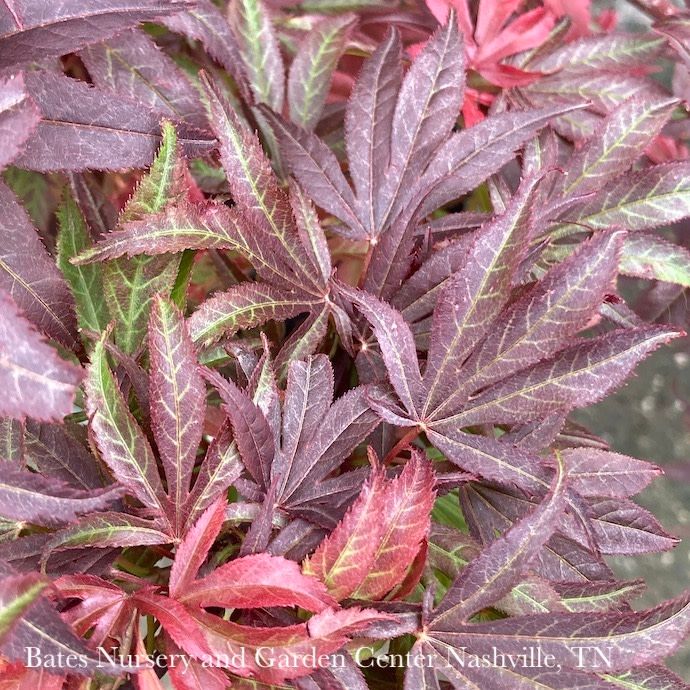 #2 Acer pal Shaina/ Red Upright Dwarf Japanese Maple