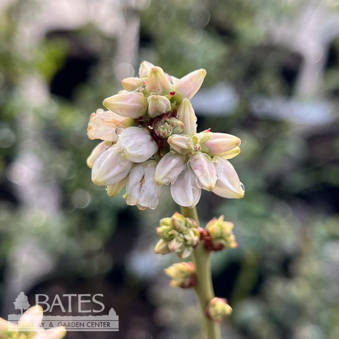 Edible #1 Vaccinium aug Top Hat/ Lowbush Blueberry Native (TN)