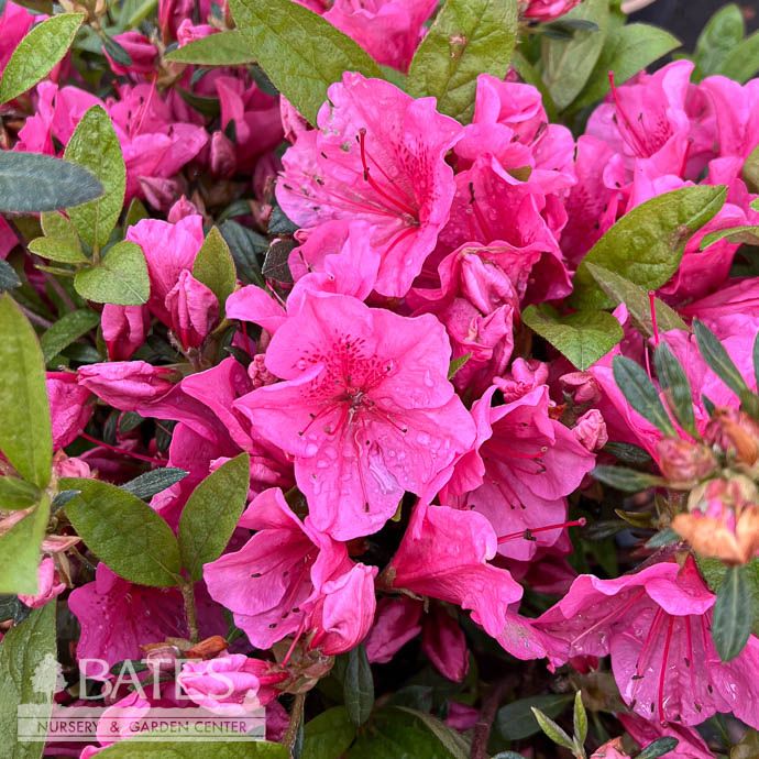 #3 Azalea x Girard's Renee Michelle/ Pink